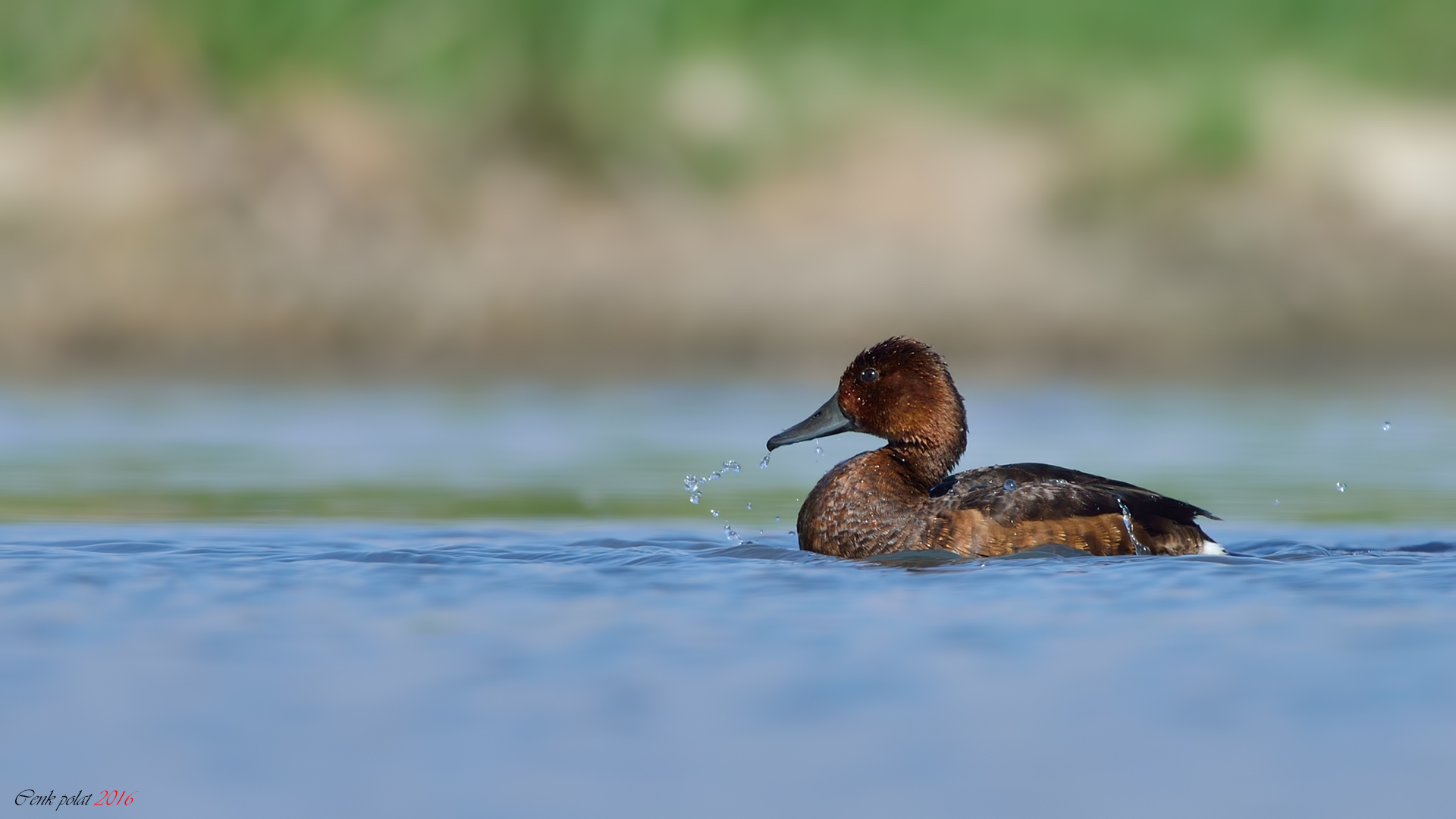 Ferruginous Duck